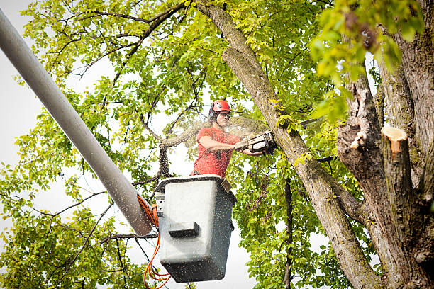 Best Palm Tree Trimming  in Monterey, CA